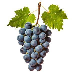 Veg Grape Black
