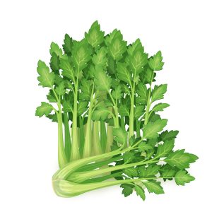 Veg Celery Short