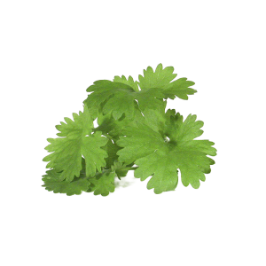 Veg Coriander